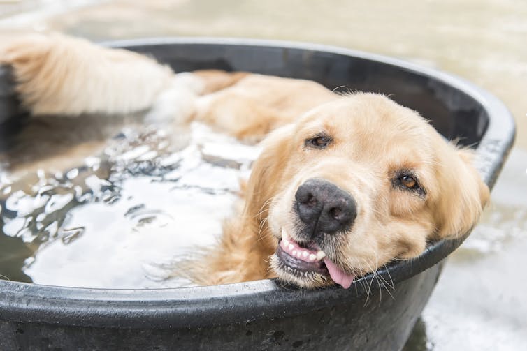 dog lies in large bucket