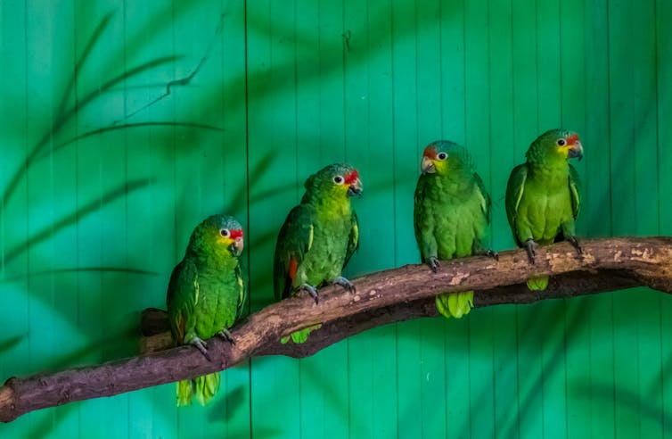four green birds perch on branch