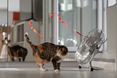 Gato de frente para um ventilador
