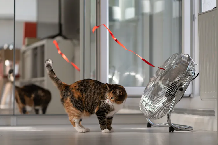 cat stands in front of fan