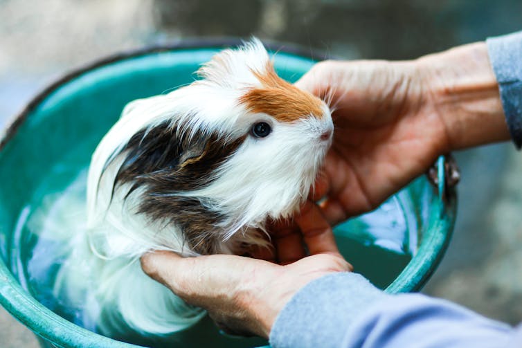 Guinea pig having a bath