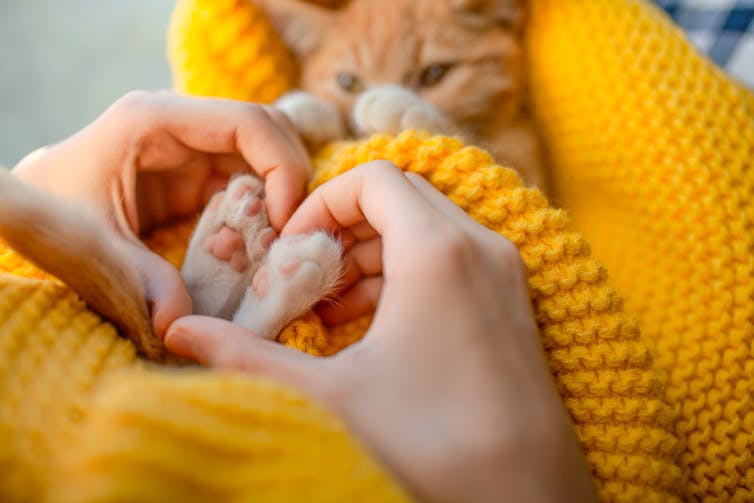 Cat cuddled in blanket, hands in a heart shape around the cat's feet