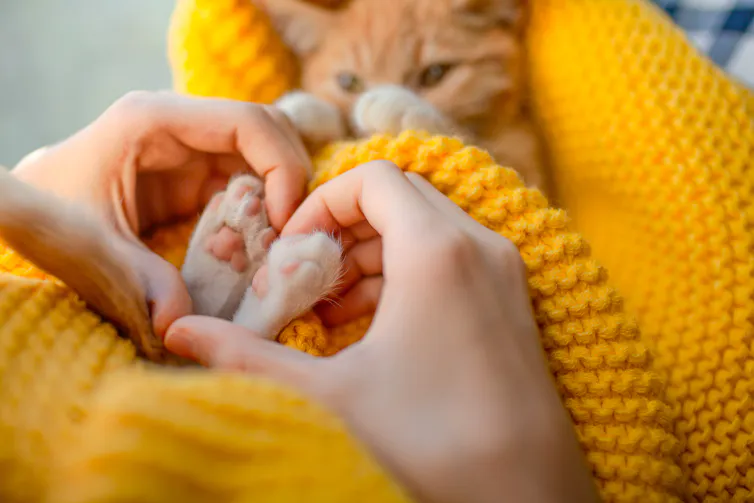 Cat cuddled in blanket, hands in a heart shape around the cat's feet