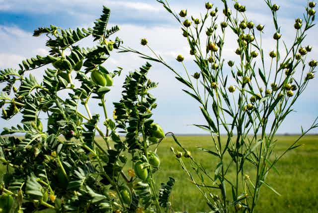 Two plants with green berries shown against a prairie