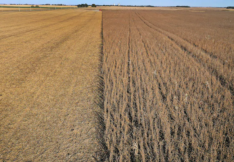 A field of soybean plants, half harvested, stretches to the horizon.