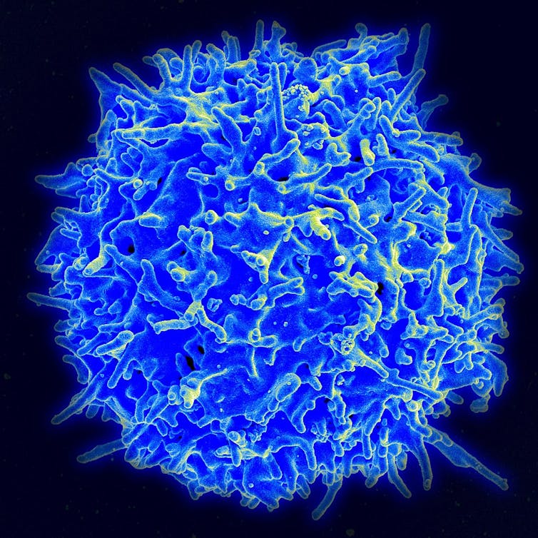 Microscopy image of a human T cell colored blue