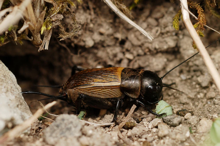 Hembra de Gryllus campestris