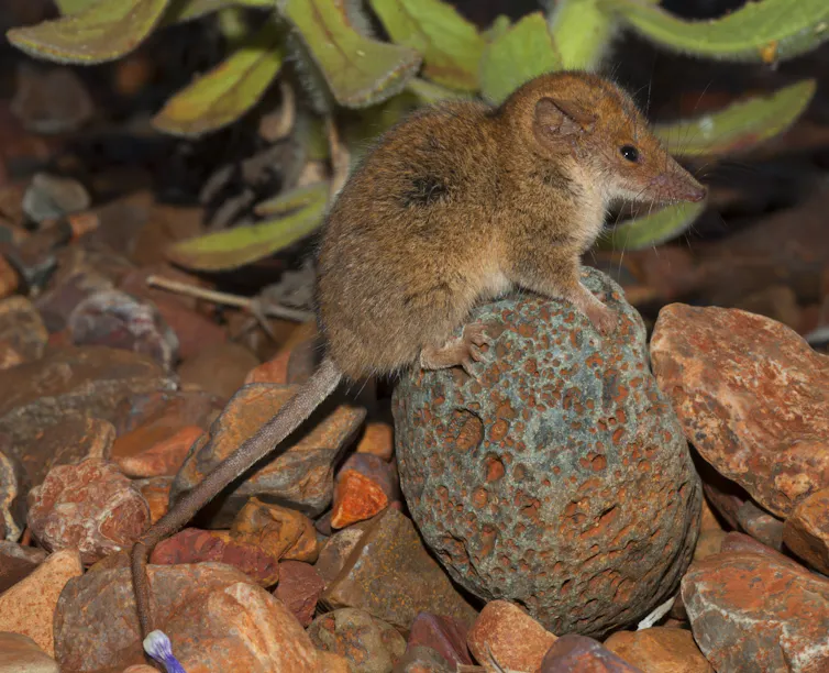 A small mouse-like mammal sitting on a small rock with a plant in the background
