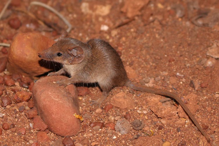 A small brown mouse-like marsupial sitting among reddish soil.