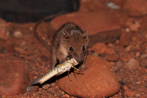 Two new Australian mammal species just dropped – and they are very small