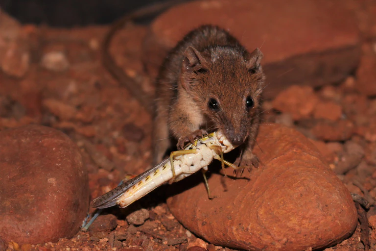 A tiny brown mammal eats a grasshopper by biting it's head