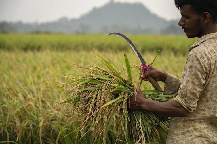 rice farmer india