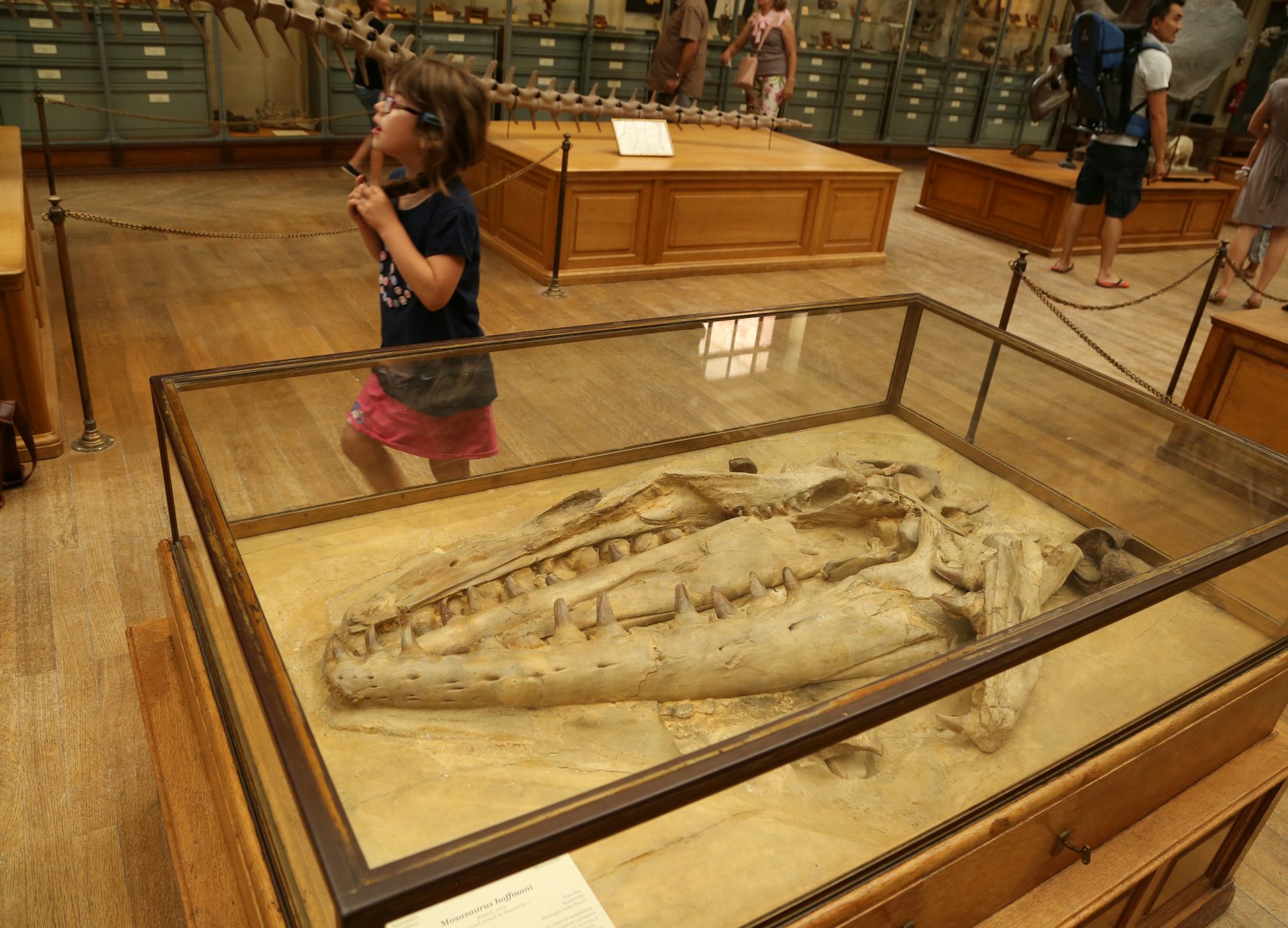 Mosasaurus hoffmanni skull by Nick Longrich