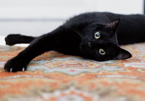 Cats first finagled their way into human hearts and homes thousands of years ago – here's how