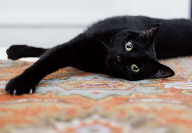 black cat lies on its side on a rug, looks at camera