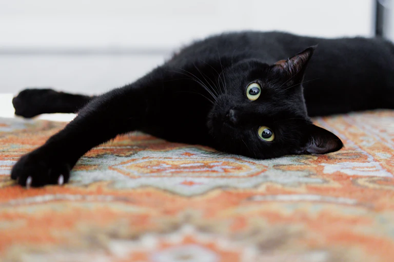 black cat lies on its side on a rug, looks at camera