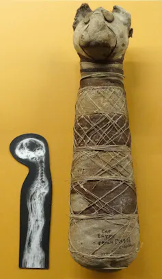 Mummy of a cat wrapped in material with an X-ray image of the skeleton inside