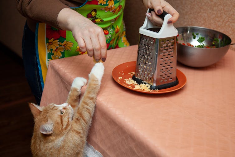 An orange cat stretches towards a table where a woman is grating cheese