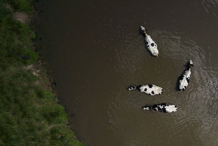 Cows cool off in a pond during hot weather