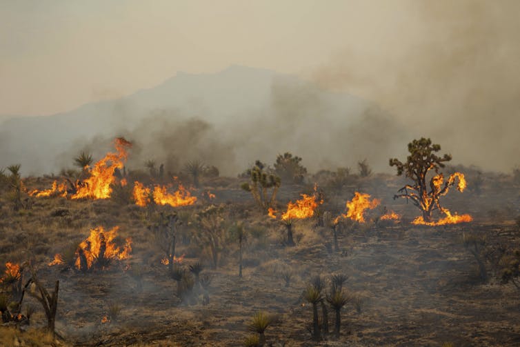 Vegetation burns in a desert environment.