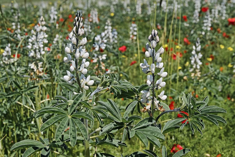 A photo showing white lupin plants with tall stems and white flowers.