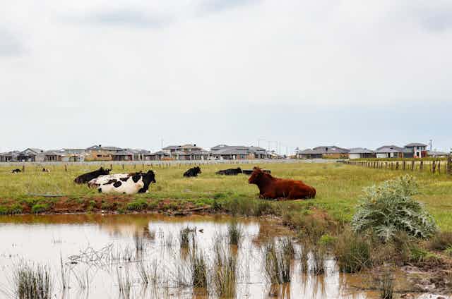Cows in a paddock next to a new housing development