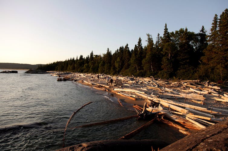 A log-strewn beach