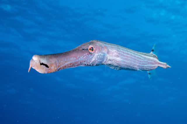 Close up of a trumpetfish - a long, narrow fish