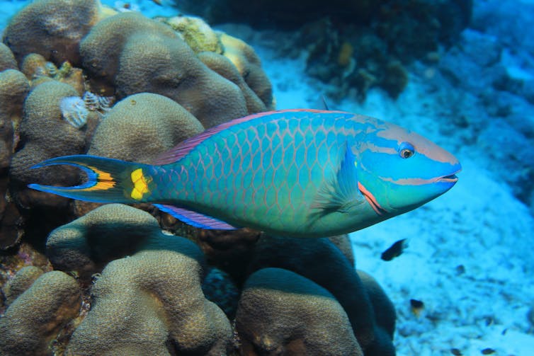 Stoplight parrotfish (Sparisoma viride) underwater in the tropical caribbean sea of Bonaire