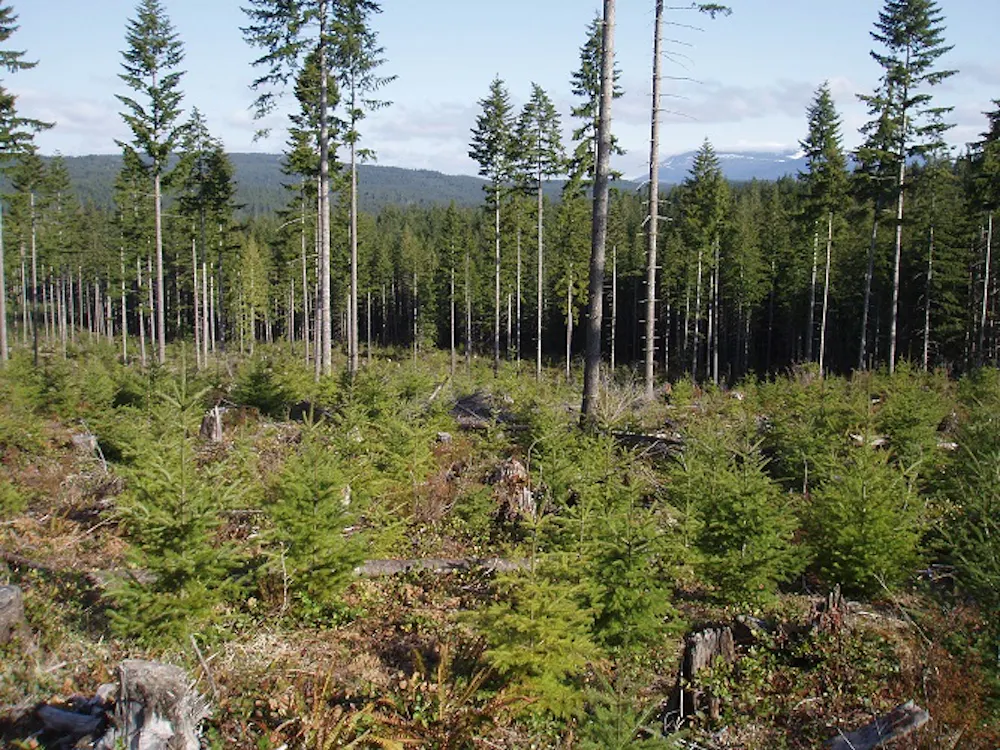 Successfully managing forests must include stewarding the hidden life ...