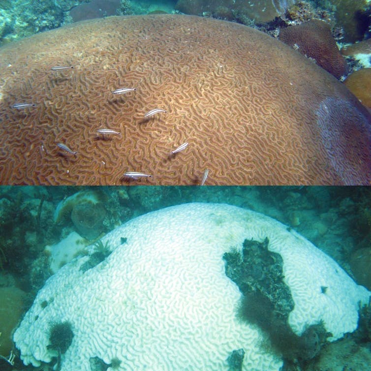 Two images show a colorful coral with fish swimming over it and the same coral bleached, looking ghostly white.