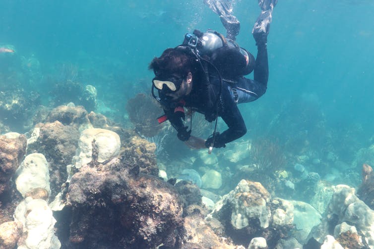 A diver looks at a mounds of bleached corals