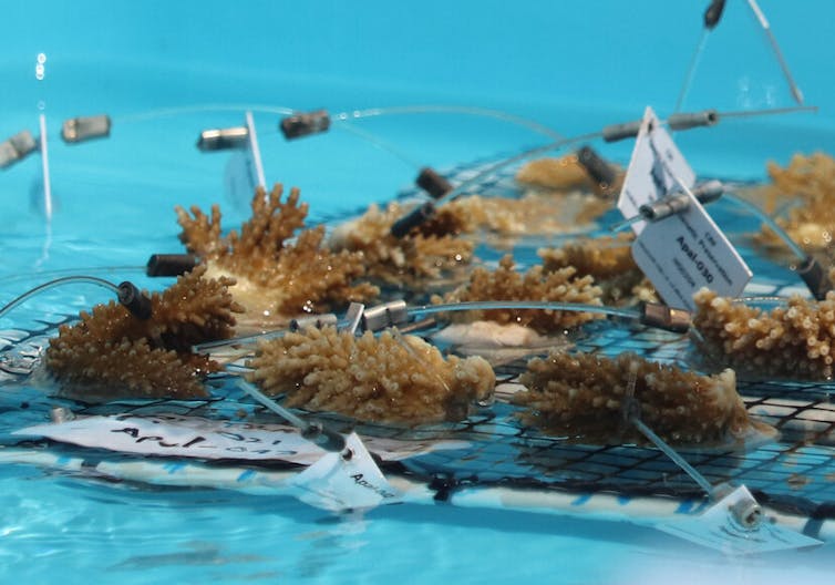 Soft green coral fragments float atop a pool of clear blue water, affixed with metal cords and white labels. It is a photo of Elkhorn coral fragments rescued from overheating ocean nurseries sit in cooler water at Keys Marine Laboratory. 