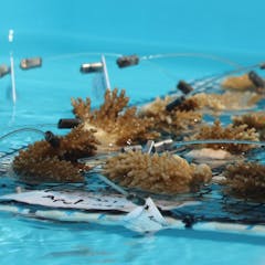 research animal rescue