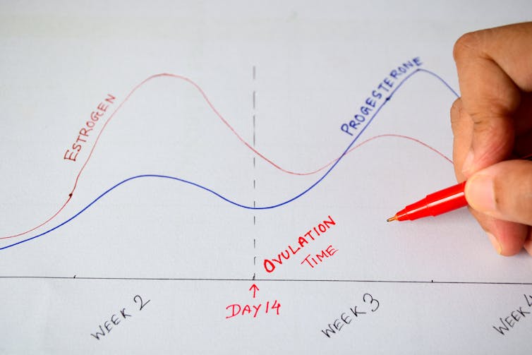 hand drawn chart of hormones levels over time