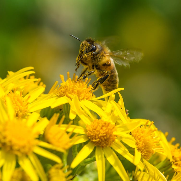 A bee collecting pollen from ragwort blossom.