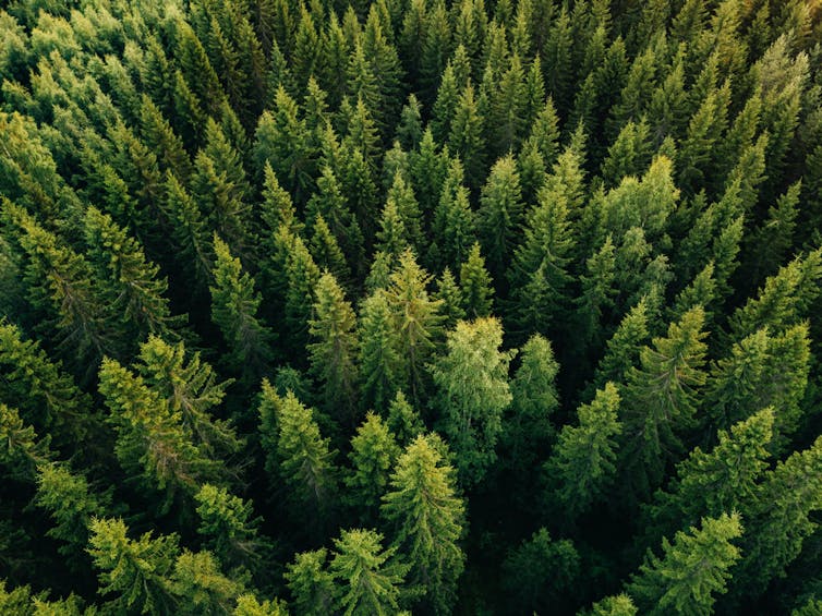 Aerial view of a forest