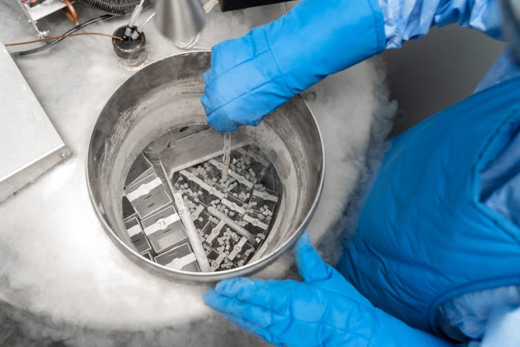 A liquid nitrogen bank containing egg samples.