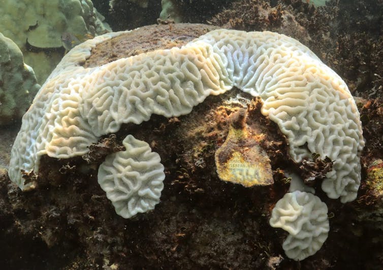 A white coral mound with groves and a tag on the side.