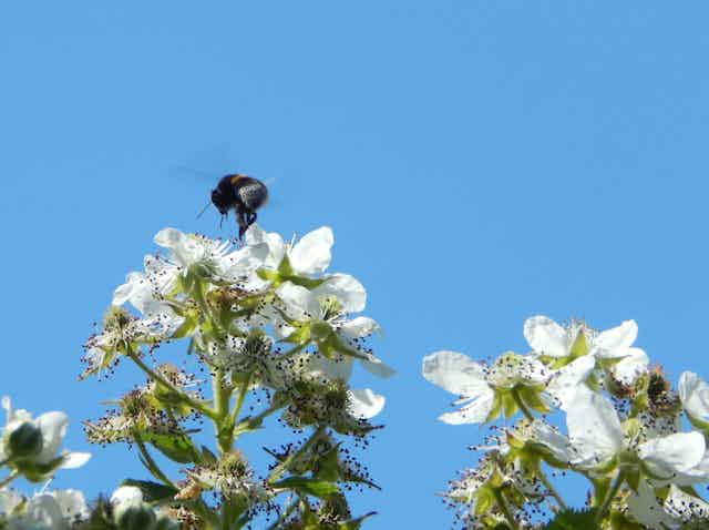 A bumblebee flying over a blooming bramble bush.