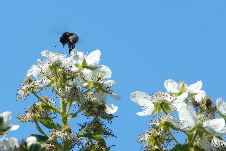 A bumblebee flying over a blooming bramble bush.