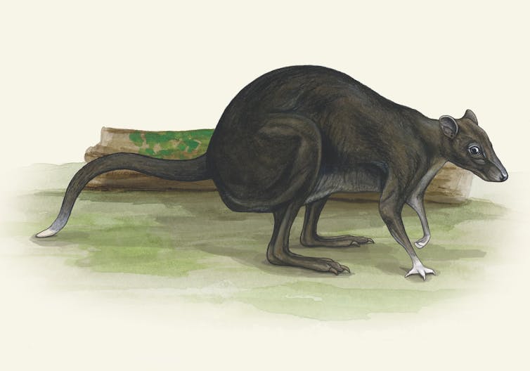 A drawing of the black dorcopsis or black forest wallaby, side view.