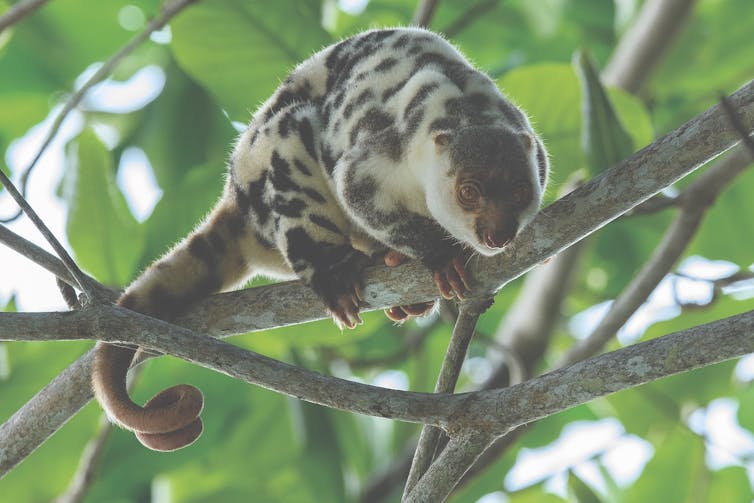 A photo of the Waigeo cuscus peering down from a tree branch, with green leaves in the background