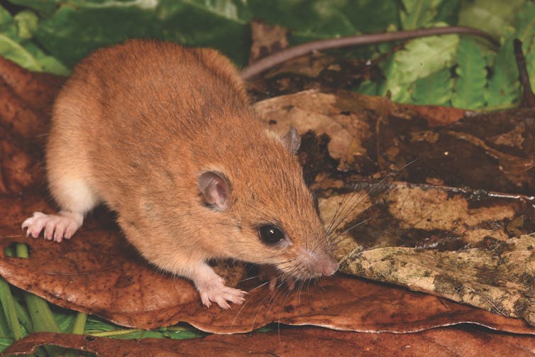 A photo of the native rodent Bougainville melomys standing on brown leaf litter