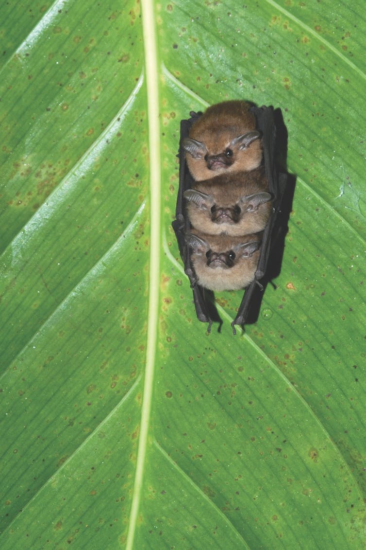 A photo of three lesser sheath-tail bats huddled under a palm tree leaf
