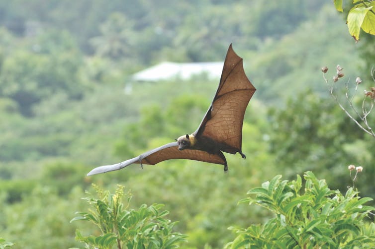 A photo of a Palau flying-fox with outstretched wings, flying over a green landscape.