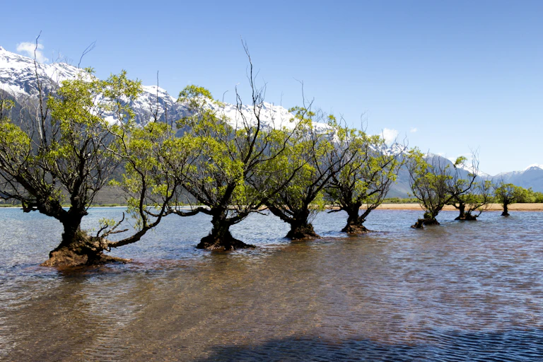 Trees in a lake