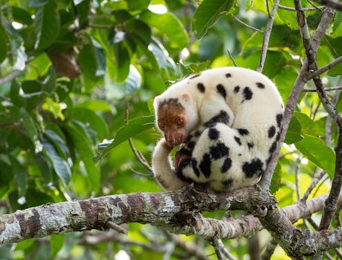 Meet 5 marvellous mammals of the South Pacific you've probably never heard of