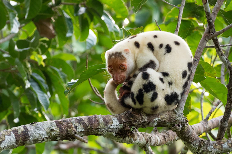 Waigeo spotted Cuscus, relaxing on a branch in the forests of Waigeo Island, Raja Ampat, Indonesia
