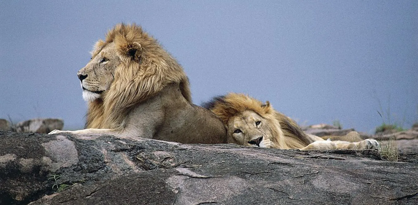 The fast, furious, and brutally short life of an African male lion